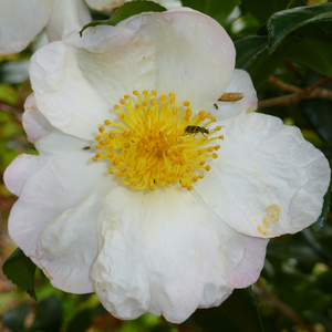 French Vanilla Sasanqua Camellia, Camellia 'French Vanilla'